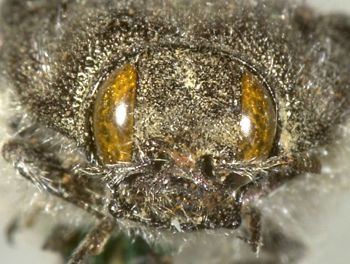 Media type: image;   Entomology 24414 Aspect: head frontal view